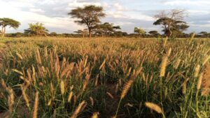 Sustainable Rangelands and Pastoralism – Uchumi Kijani